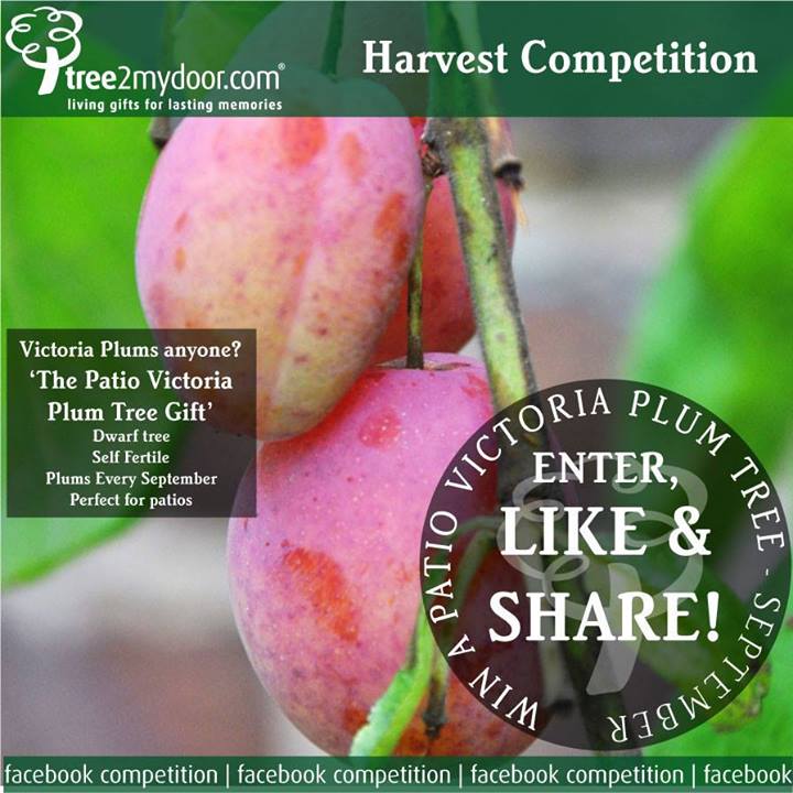 Win a Dwarf Victoria Plum Tree
